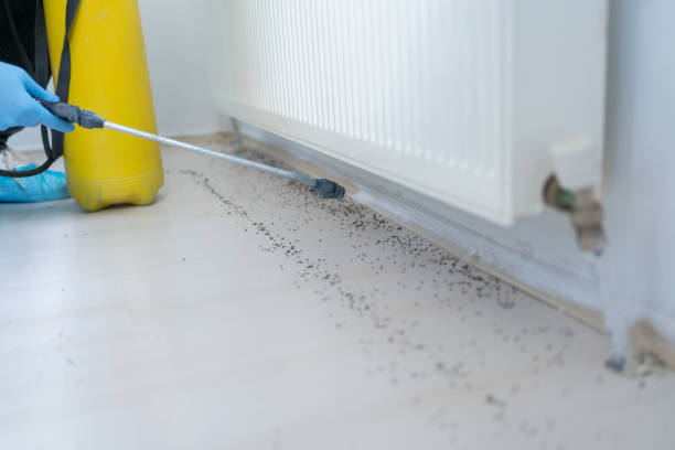 Wasp Removal Services in Zionsville, IN